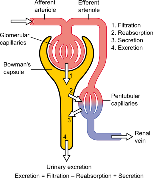 This diagram shows the basic physiologic mechanisms of the kidney; namely, filtration, reabsorption, secretion, and excretion.