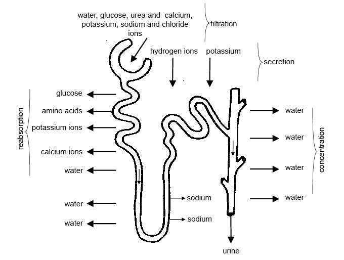 This is a diagram of the process of urine formation. As the fluid flows along the proximal convoluted tubule useful substances like glucose, water, salts, potassium ions, calcium ions, and amino acids are reabsorbed into the blood capillaries that form a network around the tubules. Many of these substances are transported by active transport and energy is required.