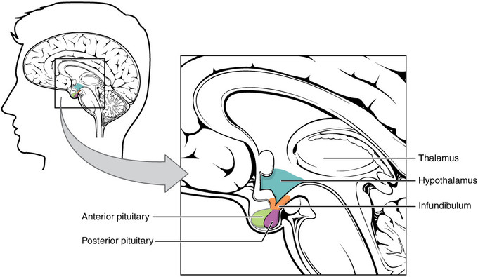 The illustration shows the location of the hypothalamus in the brain. It is between the thalamus and the infundibulum. The anterior and posterior pituitary glands are seen under the infundibulum.