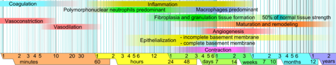 This is an image of a graph showing the length of time for various responses to occur during an inflammatory infection. Limits vary within faded intervals, mainly by wound size and healing conditions. The image does not include major impairments that cause chronic wounds.