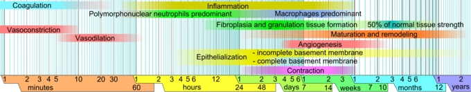 This image illustrates the inflammation response phase of wound healing over time. Time limits vary within faded intervals, mainly by wound size and healing conditions. The image does not include major impairments that cause chronic wounds.