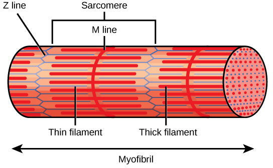 This diagram of a microfibril includes the terms sarcomere, Z-line, M-line, thin filament, and thick filament.