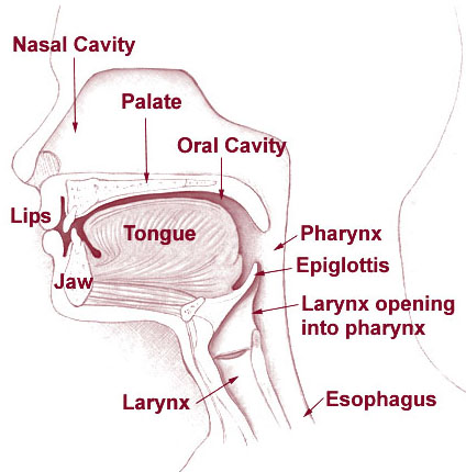 A diagram of a human head that shows the lips, jaw, tongue, nasal cavity, palate, oral cavity, pharynx, epiglottis, larynx opening into the pharynx, larynx, and esophagus.