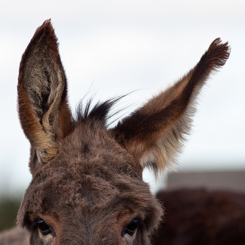 A picture of a donkey's large ears.