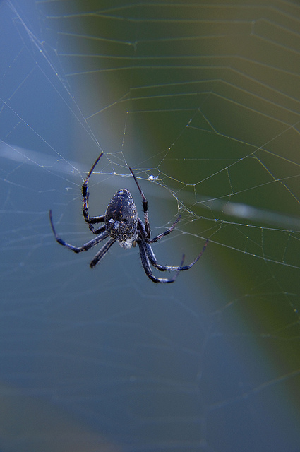 A picture of a spider and its web used to illustrate common phobias; for example, spiders and public speaking.