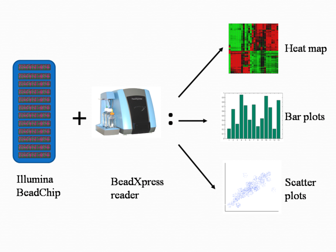 A diagram that shows the data analysis outputs for the Illumina BeadChip and BeadXpress reader - heat map, bar plots, and scatter plots.