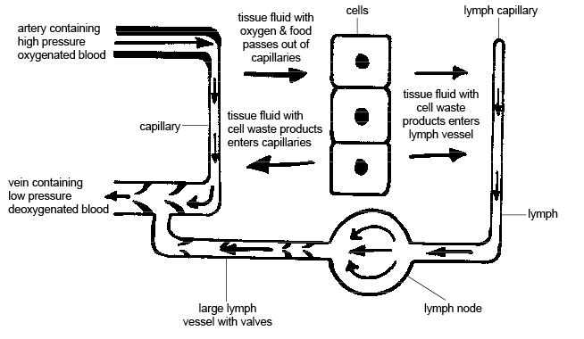 This diagram of the lymphatic system indicates the artery containing high pressure oxygenated blood, capillary, vein containing low pressure deoxygenated blood, large lymph vessel with valves, lymph node, lymph, lymph capillary, and cells. The process includes tissue fluid with oxygen and food passing out of capillaries, tissue fluid with cell waste products entering capillaries, and tissue fluid with cell waste products enters lymph vessels.