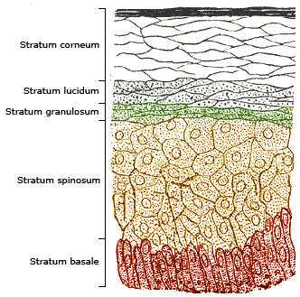 This image details the layers of the epidermis. Starting at the deepest level and rising to the top, it depicts the: stratum basale, stratum spinosum, stratum granulosum, stratum lucidum, and stratum corneum.