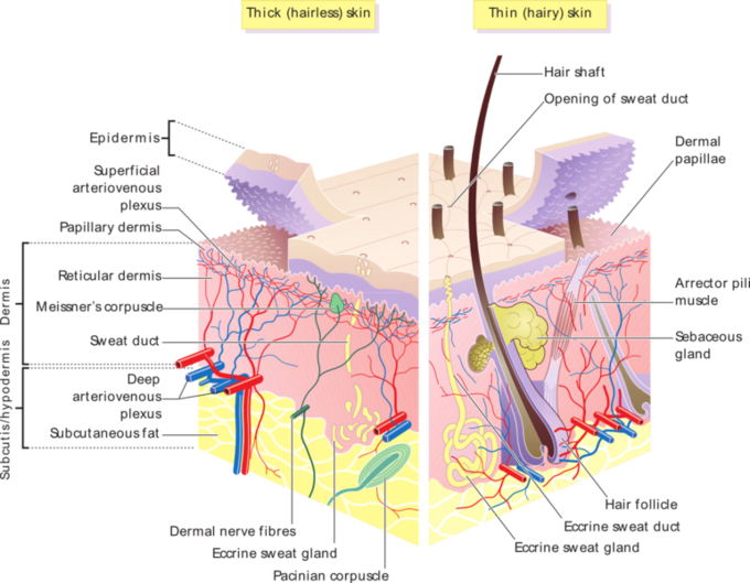  This is an image of the layers beneath thin (hairy) and thick (hairy) skin.