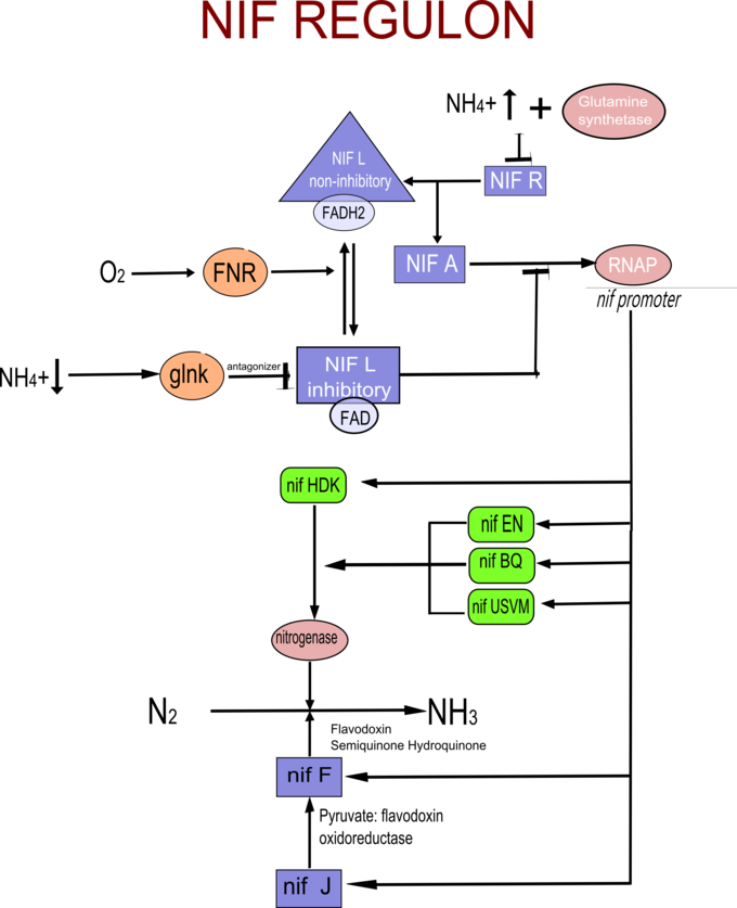 Nitrogen Fixation Boundless Microbiology Course Hero