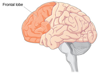 Brain Development During Adolescence