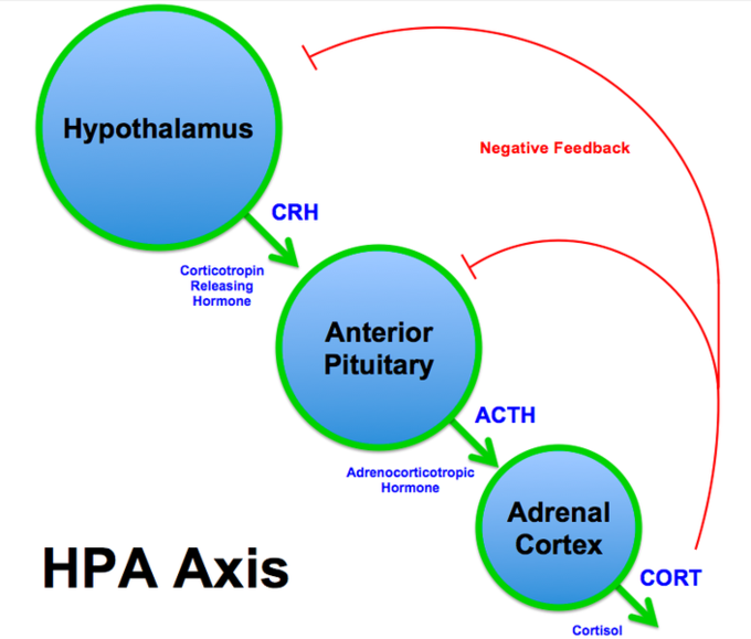 The hypothalamus produces Corticotropin Releasing Hormone (CRH), which activates Adrenocorticotropic Hormone (ACTH) production in the Anterior Pituitary, which activates Cortisol production in the Adrenal Cortex. The Cortisol influences negative feedback to the Hypothalamus and the Anterior Pituitary.