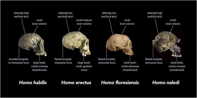 Homo habilis has a rounded occipital, no transverse torus, a relatively high and think skull, a small brain volume, large teeth, and molars that increase towards the back of the jaw. Homo erectus has a flexed occipital, a transverse torus, a relatively low and thick skull, a small-medium brain volume, large teeth, and a varying molar gradient. Homo floresiensis has a flexed occipital, a transverse torus, a relatively low and thick skull, a small brain volume, small teeth, and molars that decrease towards that back of the jaw. Homo naledi has a flexed occipital, a transverse torus, a relatively high and thin skull, a small brain volume, small teeth, and molars that increase towards the back of the jaw.