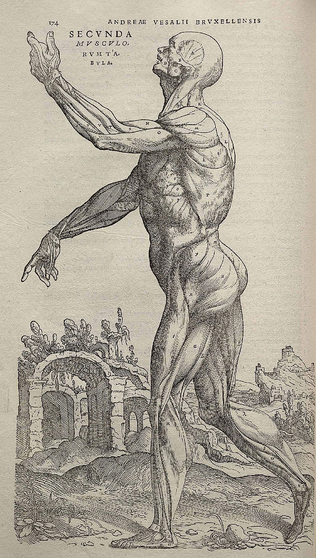 An illustration of the human body from De humani corporis fabrica.
