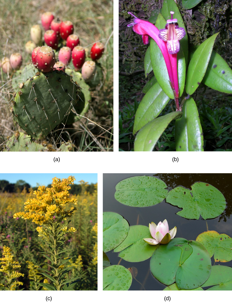 Photo (a) shows a cactus with flat, oval, prickly leaves and a red cylindrical fruit on top; (b) is an orchid with a purple and white flower and glossy leaves; (c) shows a field of plants with long stems, many leaves and a bushy head of small golden flowers; (d) is a water lily in a pond. The water lily has round, flat leaves and a pink and white flower.