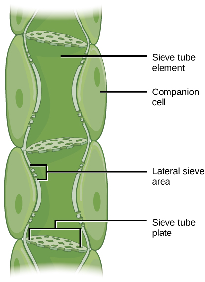 Illustration shows phloem, a column-like structure that is composed of stacks of cylindrical cells called sieve-tube elements. Each cell is separated by a sieve-tube plate. The sieve-tube plate has holes in it, like a slice of Swiss cheese. Lateral sieve areas on the side of the column allow different phloem tubes to interact.
