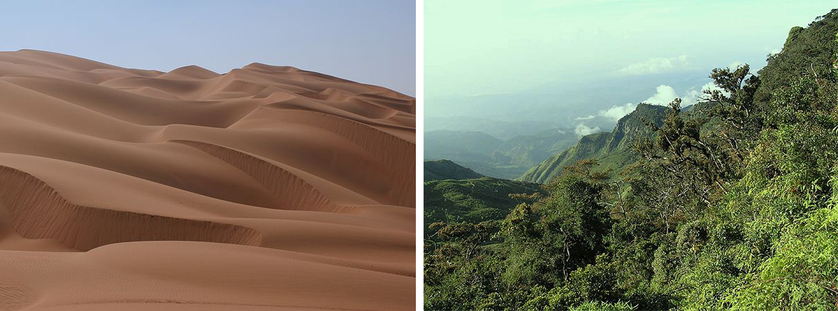 Sand dunes are barren and lack any vegetation. Rain forests are the opposite, appearing to be completely covered in vegetation.