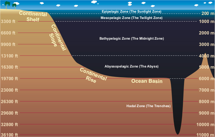 A profile of the ocean. The Epipelagic zone (also known as the sunlight zone) is found between the ocean surface and 200 meters deep. Next is the mesopelagic zone (also known as the twilight zone), which lasts until 1000 meters deep. Next is the Bathypelagic zone (also known as the midnight zone), which lasts until 4000 meters deep. Next is the Abyssopelagic zone (also known as the abyss), which lasts until 6000 meters deep. Below this is the Hadal Zone (also known as the trenches) which lasts as far deep as humans have discovered (11000 meters deep). 