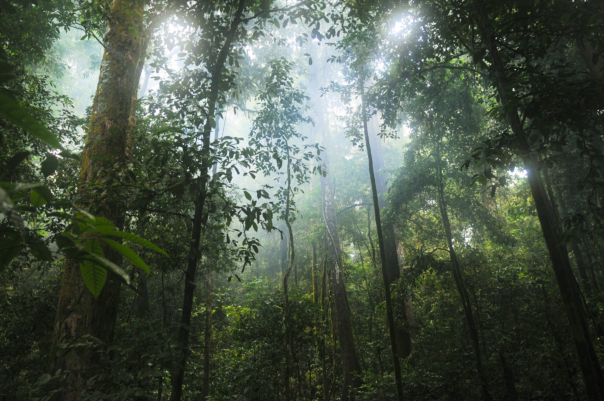 A dense forest. The trees are covered in vegetation.