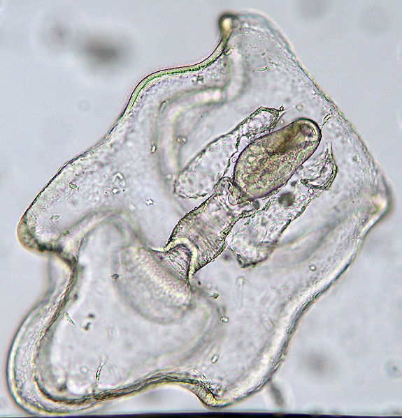 A microscopic translucent organism