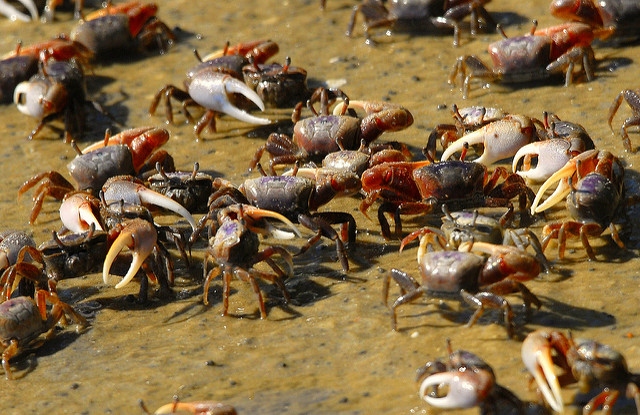 Several fiddler crabs gathered together on the beach