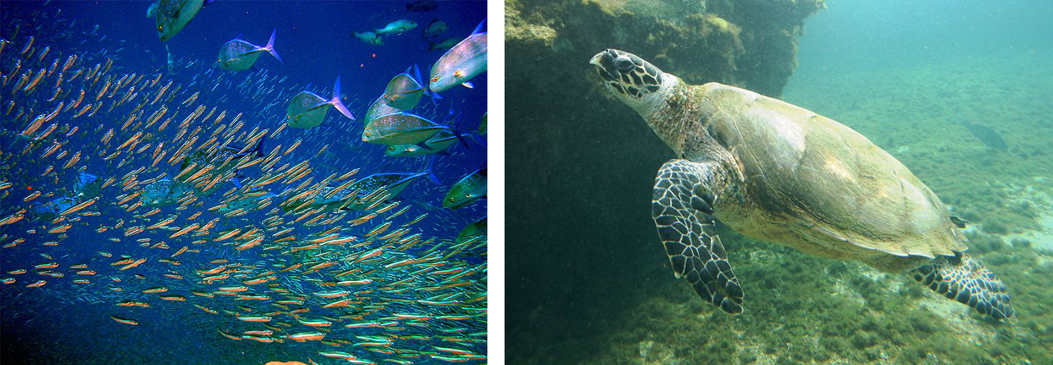 A two-part image. The first part depicts a school of fish. The second depicts a sea turtle.