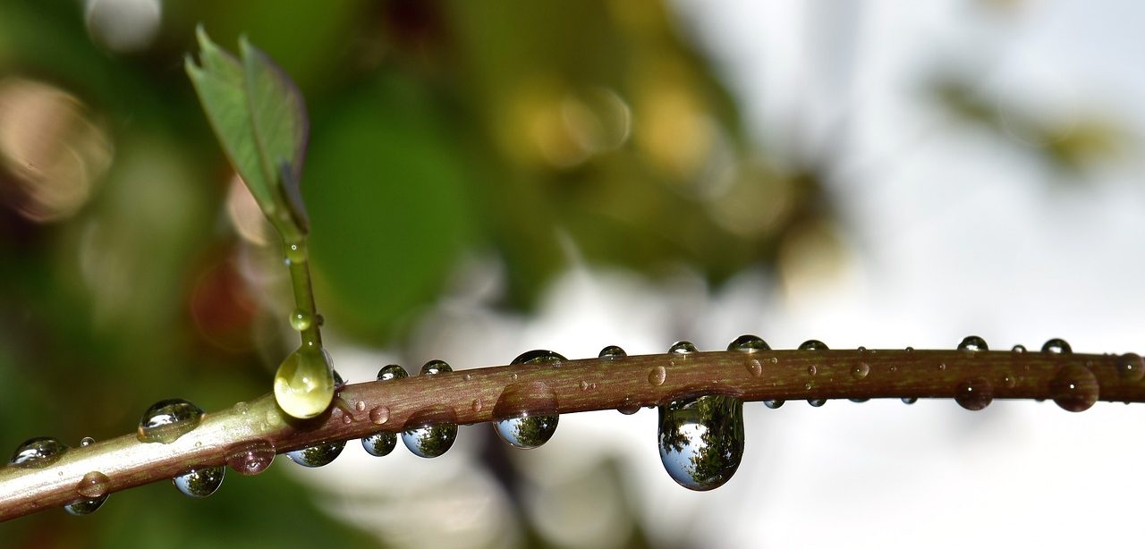 Drops of dew collected on a tree branch