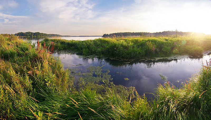 Wetlands near the Moscow region, Russia. Bodies of water surrounded by green foliage and with green algea on top of the water.