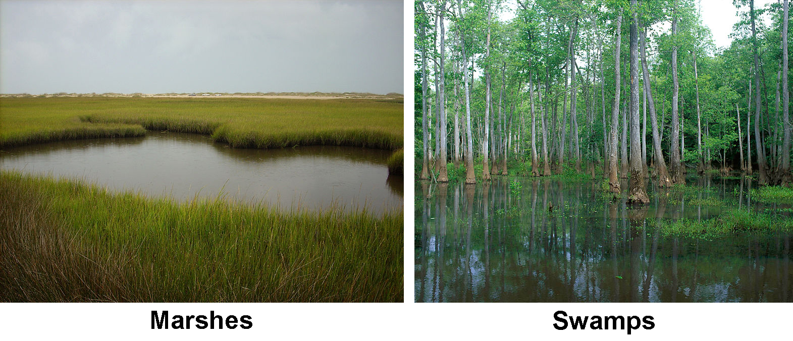 Marshes and swamps are both types of wetlands. A marsh has low shrubs and grasses while a swamp has trees as well.