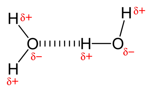 A hydrogen bond between two water molecules