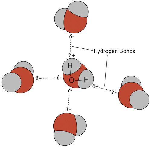 Multiple hydrogen bond between water molecules