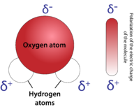 Water is a very polar molecule because the oxygen is very electronegative