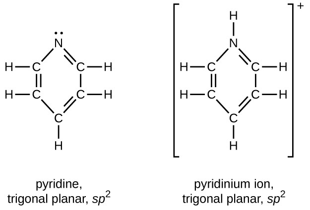 Two structures are shown, one for pyridine, which is trigonal planar and is labeled s p superscript 2. The second is for the pyridium ion, which is also trigonal planar and is labeled s p superscript 2. Both structures include a hexagonal ring composed of 5 C atoms and 1 N atom which is shown at the top of each structure. In both rings, double bonds alternate and single H atoms extend outward from each C atom. The only structural difference between the two structures involves the unshared electron pair on the N atom in pyridine. This is replaced by a bonded H atom in the pyridium ion which is represented in brackets with a superscript plus symbol outside the brackets.