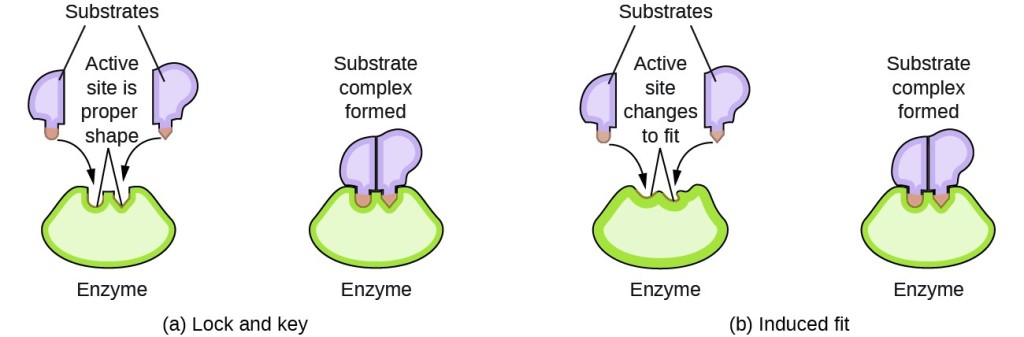 A diagram is shown of two possible interactions of an enzyme and a substrate. In a, which is labeled “Lock-and-key,” two diagrams are shown. The first shows a green wedge-like shape with two small depressions in the upper surface of similar size, but the depression on the left has a curved shape, and the depression on the right has a pointed shape. This green shape is labeled “Enzyme.” Just above this shape are two smaller, irregular, lavender shapes each with a projection from its lower surface. The lavender shape on the left has a curved projection which matches the shape of the depression on the left in the green shape below. This projection is shaded orange and has a curved arrow extending from in to the matching depression in the green shape below. Similarly, the lavender shape on the right has a projection with a pointed tip which matches the shape of the depression on the right in the green shape below. This projection is shaded orange and has a curved arrow extending from in to the matching depression in the green shape below. Two line segments extend from the depressions in the green shape to form an inverted V shape above the depressions. Above this and between the lavender shapes is the label, “Active site is proper shape.” The label “Substrates” is at the very top of the diagram with line segments extending to the two lavender shapes. To the right of this diagram is a second diagram showing the lavender shapes positioned next to each other, fit snugly into the depressions in the green shape, which is labeled “Enzyme.” Above this diagram is the label, “Substrate complex formed.” In b, which is labeled “Induced fit,” two diagrams are shown. The first shows a green wedge-like shape with two small depressions in the upper surface of similar size, but irregular shape. This green shape is labeled “Enzyme.” Just above this shape are two smaller irregular lavender shapes each with a projection from its lower surface. The lavender shape on the left has a curved projection. This projection is shaded orange and has a curved arrow extending from it to the irregular depression just below it in the green shape below. Similarly, the lavender shape on the right has a projection with a pointed tip. This projection is shaded orange and has a curved arrow extending from it to the irregular depression just below it in the green shape below. Two line segments extend from the depressions in the green shape to form an inverted V shape above the depressions. Above this and between the lavender shapes is the label, “Active site changes to fit.” The label, “Substrates” is at the very top of the diagram with line segments extending to the two lavender shapes. To the right of this diagram is a second diagram showing the purple shapes positioned next to each other, fit snugly into the depressions in the green shape, which is labeled “Enzyme.” Above this diagram is the label “Substrate complex formed.” The projections from the lavender shapes match the depression shapes in the green shape, resulting in a proper fit.