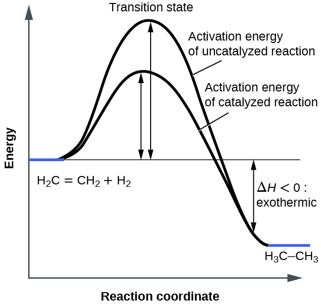 A graph is shown with the label, “Reaction coordinate,” on the x-axis and the label,“Energy,” on the y-axis. Approximately half-way up the y-axis, a short portion of a black concave down curve which has a horizontal line extended from it across the graph. The left end of this line is labeled “H subscript 2 C equals C H subscript 2 plus H subscript 2.” The black concave down curve extends upward to reach a maximum near the height of the y-axis. The peak of this curve is labeled, “Transition state.” A double sided arrow extends from the horizontal line to the peak of the curve. This arrow is labeled, “Activation energy of Uncatalyzed reation.” From the peak, the curve continues downward to a second horizontally flattened region well below the origin of the curve near the x-axis. This flattened region is shaded in blue and is labeled “H subscript 3 C dash C H subscript 3.” A double sided arrow is drawn from the lowers part of this curve at the far right of the graph to the line extending across the graph above it. This arrow is labeled, “capital delta H less than 0 : exothermic.” A second curve is drawn with the same flattened regions at the start and end of the curve. The height of this curve is about two-thirds the height of the first curve. A double sided arrow is drawn from the horizontal line that originates at the left side of the graph to the peak of this second curve. This arrow is labeled, “Activation energy of catalyzed reaction.”