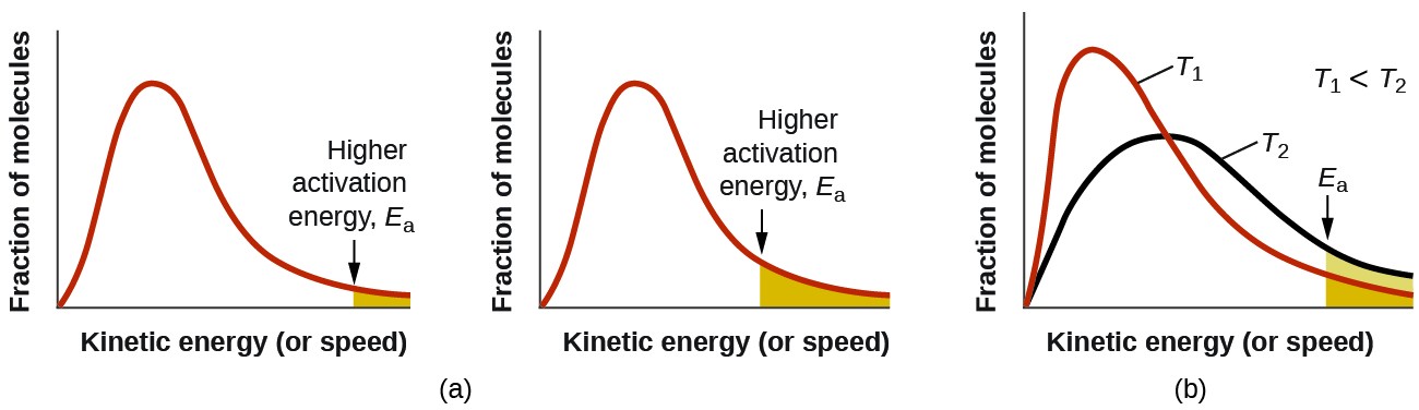 Two graphs are shown each with an x-axis label of “Kinetic energy” and a y-axis label of “Fraction of molecules.” Each contains a positively skewed curve indicated in red that begins at the origin and approaches the x-axis at the right side of the graph. In a, a small area under the far right end of the curve is shaded orange. An arrow points down from above the curve to the left end of this region where the shading begins. This arrow is labeled, “Higher activation energy, E subscript a.” In b, the same red curve appears, and a second curve is drawn in black. It is also positively skewed, but reaches a lower maximum value and takes on a broadened appearance as compared to the curve in red. In this graph, the red curve is labeled, “T subscript 1” and the black curve is labeled, “T subscript 2.” In the open space at the upper right on the graph is the label, “T subscript 1 less than T subscript 2.” As with the first graph, the region under the curves at the far right is shaded orange and a downward arrow labeled “E subscript a” points to the left end of this shaded region.