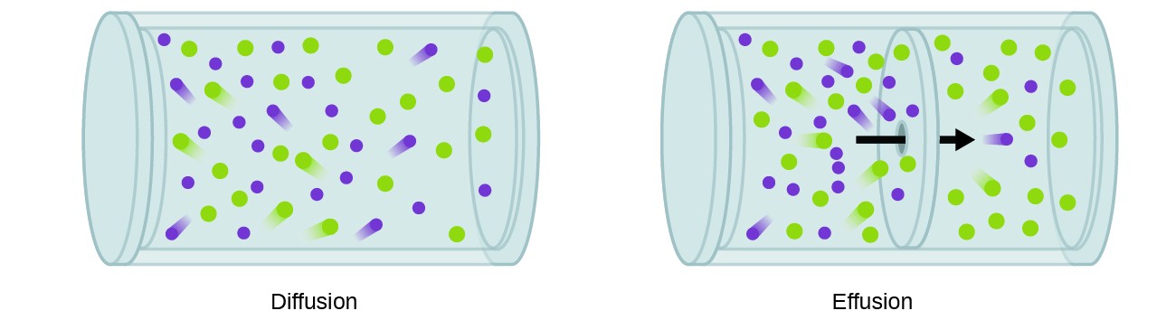 This figure contains two cylindrical containers which are oriented horizontally. The first is labeled “Diffusion.” In this container, approximately 25 purple and 25 green circles are shown, evenly distributed throughout the container. “Trails” behind some of the circles indicate motion. In the second container, which is labeled “Effusion,” a boundary layer is evident across the center of the cylindrical container, dividing the cylinder into two halves. A black arrow is drawn pointing through this boundary from left to right. To the left of the boundary, approximately 16 green circles and 20 purple circles are shown again with motion indicated by “trails” behind some of the circles. To the right of the boundary, only 4 purple and 16 green circles are shown.
