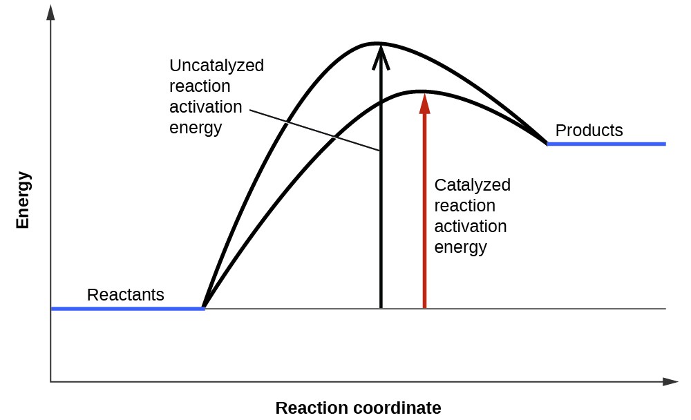 A graph is shown with the label, “Reaction coordinate,” on the x-axis. The x-axis is depicted as an arrow. The y-axis is also an arrow and is labeled, “Energy.” There is a horizontal line that runs the width of the graph and appears just above the x-axis. A segment of this line is blue and is labeled, “Reactants.” From the right end of this line segment, a solid black, concave down curve is shown which reaches the level just below the end of the y-axis. The curve ends at another short, blue line labeled, “Products.” The “Products” line appears at a higher level than the “Reactants” line. An arrow extends from the horizontal line to the apex of the curve. The arrow is labeled, “Uncatalyzed reaction activation energy.” A second, black concave down curve is shown. This curve also meets the reactants and products blue line segments, but only extends to about two-thirds the height of the initial curve. From the horizontal line is another arrow pointing to the apex of the second curve. This arrow is labeled, “Catalyzed reaction activation energy.” 