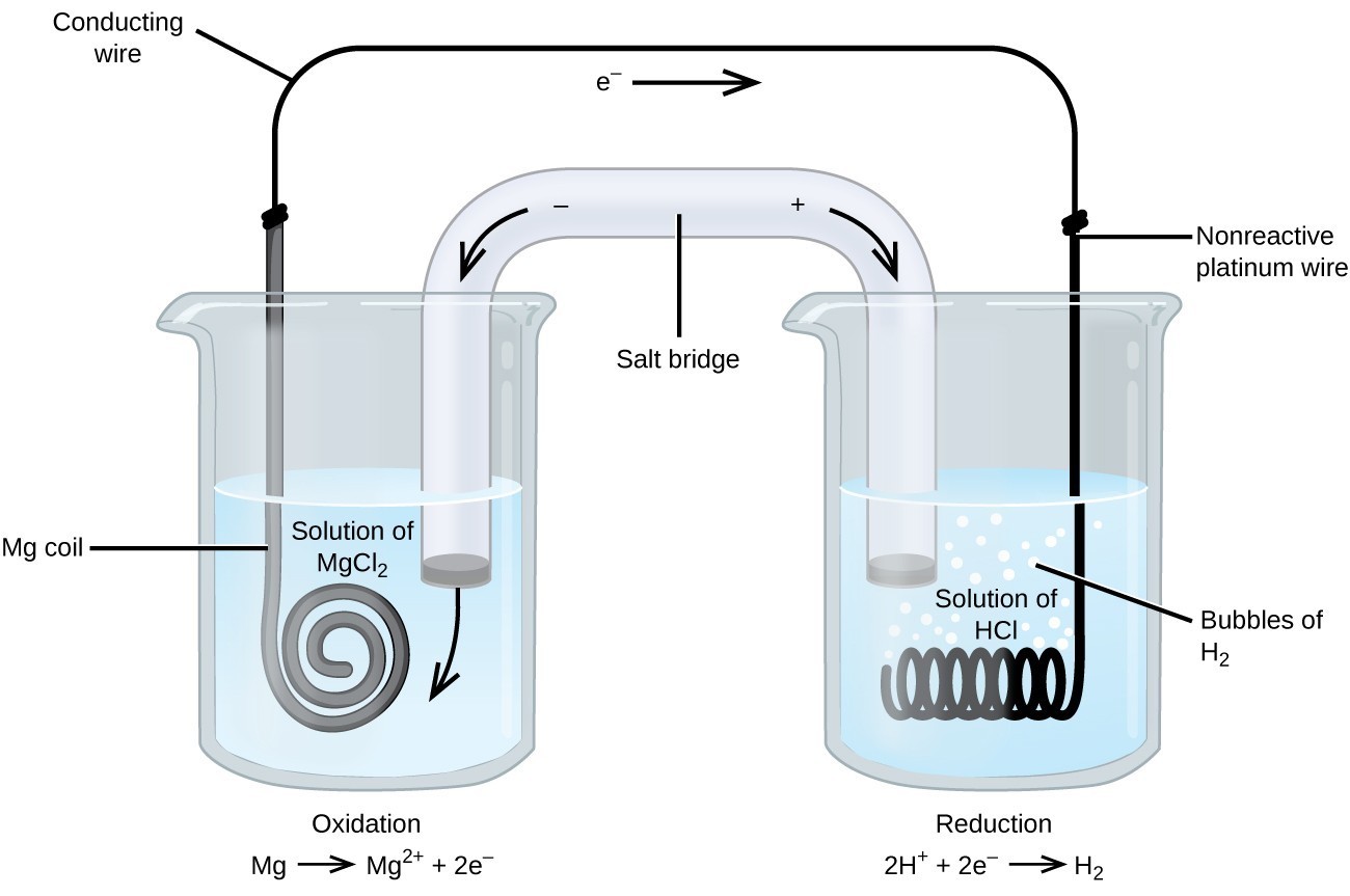 This figure contains a diagram of an electrochemical cell. Two beakers are shown. Each is just over half full. The beaker on the left contains a colorless solution and is labeled “Solution of M g C l subscript 2.” The beaker on the right contains a colorless solution and is labeled “Solution of H C l.” A glass tube in the shape of an inverted U connects the two beakers at the center of the diagram. The tube contents are colorless. The ends of the tubes are beneath the surface of the solutions in the beakers and a small grey plug is present at each end of the tube. At the center of the diagram, the tube is labeled “Salt bridge. Each beaker shows a metal coils submerged in the liquid. The beaker on the left has a thin grey coiled strip that is labeled “M g coil.” The beaker on the right has a black wire that is oriented horizontally and coiled up in a spring-like appearance that is labeled “Non reactive platinum wire.” A wire extends across the top of the diagram that connects the ends of the M g strip and platinum wire just above the opening of each beaker. This wire is labeled “Conducting wire.” At the center of this wire above the two beakers near the center of the diagram is a right pointing arrow with the label “e superscript negative” at its base. Bubbles appear to be rising from the coiled platinum wire in the beaker. These bubbles are labeled “Bubbles of H subscript 2.” An arrow points down and to the right from a plus sign at the upper right region of the salt bride. An arrow points down and to the left from a negative sign at the upper left region of the salt bride. A curved arrow extends from the grey plug at the left end of the salt bridge into the surrounding solution in the left beaker. The label “Oxidation M g right pointing arrow M g superscript 2 plus plus 2 e superscript negative” appears beneath the left beaker. The label “Reduction 2 H superscript plus plus 2 e superscript negative right pointing arrow H subscript 2” appears beneath the right beaker.