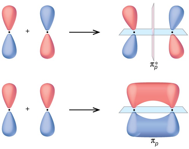 Two horizontal rows of diagrams are shown. The upper and lower diagrams both begin with two vertical peanut-shaped orbitals with a plus sign in between followed by a right-facing arrow. The upper diagram shows the same vertical peanut orbitals bending slightly away from one another and separated by a dotted line. It is labeled, “pi subscript p superscript asterisk.” The lower diagram shows the horizontal overlap of the two orbitals and is labeled, “pi subscript p.”