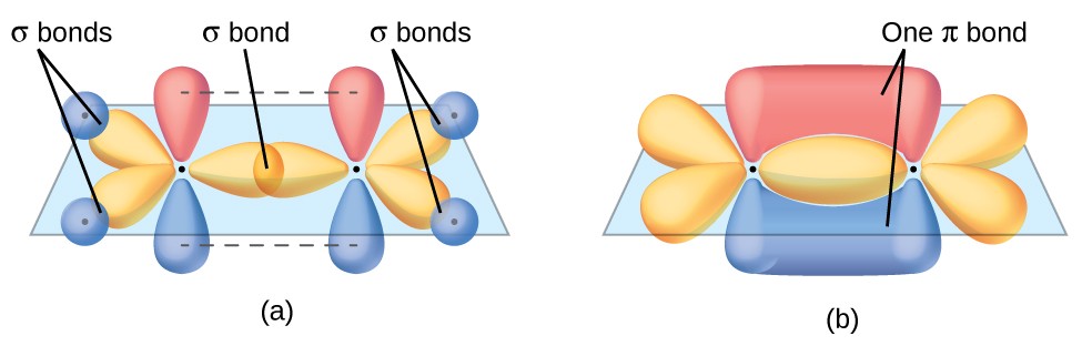 Two diagrams are shown labeled, “a” and “b.” Diagram a shows two carbon atoms with three purple balloon-like orbitals arranged in a plane around them and two red balloon-like orbitals arranged vertically and perpendicularly to the plane. There is an overlap of two of the purple orbitals in between the two carbon atoms, and the other four purple orbitals that face the outside of the molecule are shown interacting with spherical blue orbitals from four hydrogen atoms. Diagram b depicts a similar image to diagram a, but the red, vertical orbitals are interacting above and below the plane of the molecule to form two areas labeled, “One pi bond.”