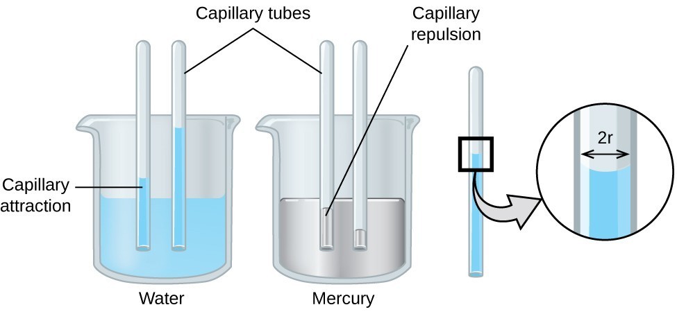 An illustration of capillary action in a beaker of water compared to a beaker of mercury.