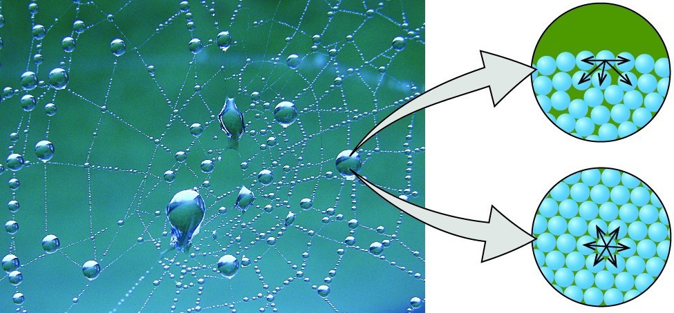 A photo of water on a spider web, with two cartoon illustrations on the right side illustrating the forces holding the water droplets together.