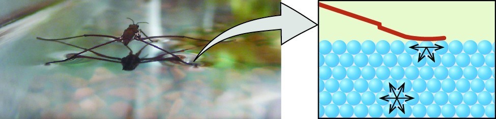 on the left is a photograph of a water strider insect. On the right is an illustration of the forces of the insect's leg on the water molecules.