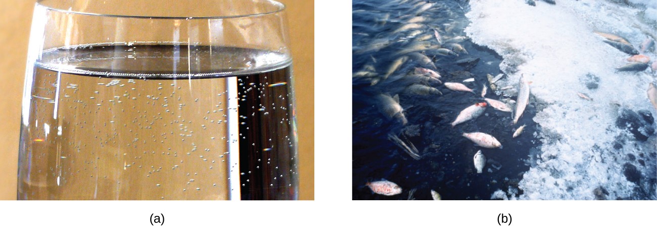 Two photos are shown. The first shows the top portion of a transparent colorless glass of a clear colorless liquid with small bubbles near the interface of the liquid with the container. The second photo shows a portion of a partially frozen body of water with dead fish appearing on in the water and on an icy surface.