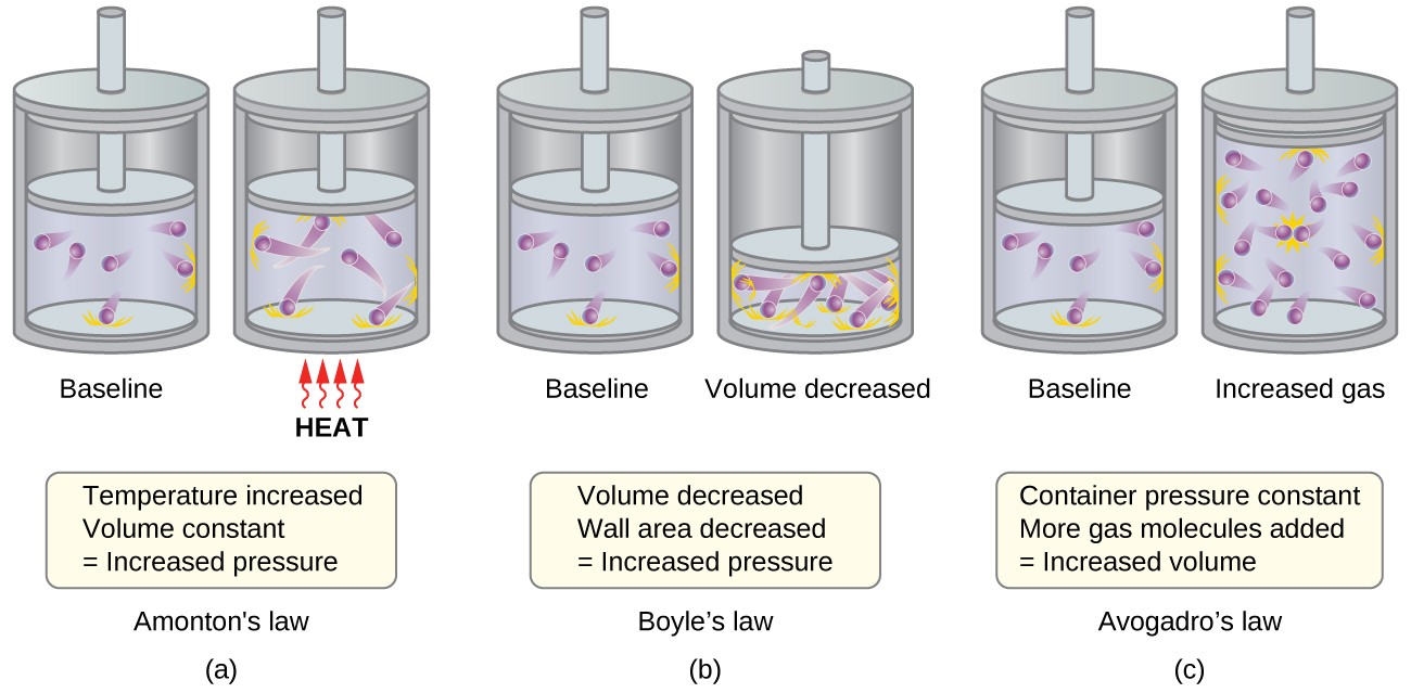 This Figure shows 3 pairs of pistons and cylinders. In a, which is labeled, “Charles’s Law,” the piston is positioned for the first cylinder so that just over half of the available volume contains 6 purple spheres with trails behind them. The trails indicate movement. Orange dashes extend from the interior surface of the cylinder where the spheres have collided. This cylinder is labeled, “Baseline.” In the second cylinder, the piston is in the same position, and the label, “Heat” is indicated in red capitalized text. Four red arrows with wavy stems are pointing upward to the base of the cylinder. The six purple spheres have longer trails behind them and the number of orange dashes indicating points of collision with the container walls has increased. A rectangle beneath the diagram states, “Temperature increased, Volume constant equals Increased pressure.” In b, which is labeled, “Boyle’s Law,” the first, baseline cylinder shown is identical to the first cylinder in a. In the second cylinder, the piston has been moved, decreasing the volume available to the 6 purple spheres to half of the initial volume. The six purple spheres have longer trails behind them and the number of orange dashes indicating points of collision with the container walls has increased. This second cylinder is labeled, “Volume decreased.” A rectangle beneath the diagram states, “Volume decreased, Wall area decreased equals Increased pressure.” In c, which is labeled “Avogadro’s Law,” the first, baseline cylinder shown is identical to the first cylinder in a. In the second cylinder, the number of purple spheres has changed from 6 to 12 and volume has doubled. This second cylinder is labeled “Increased gas.” A rectangle beneath the diagram states, “At constant pressure, More gas molecules added equals Increased volume.”
