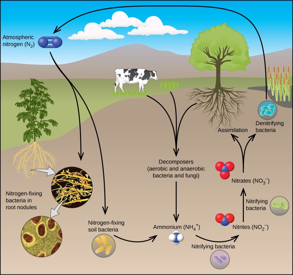 occurrence-preparation-and-properties-of-nitrogen-chemistry