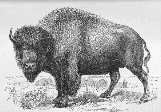 Drawing of a Buffalo on the plains