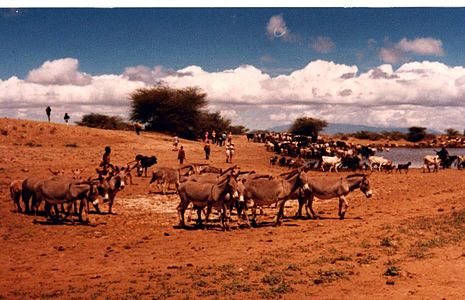 Image: Pastoralists, Lake Turkana, 1979.