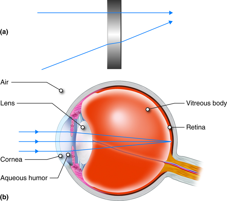 special-senses-vision-a-p-1-2-course-hero